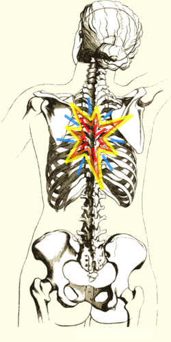 spine image